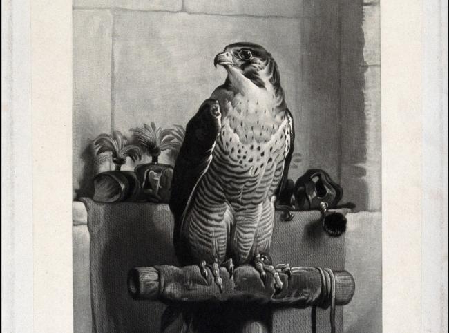 A peregrine falcon surrounded by harnesses used in falconry. Mezzotint, ca. 1882.